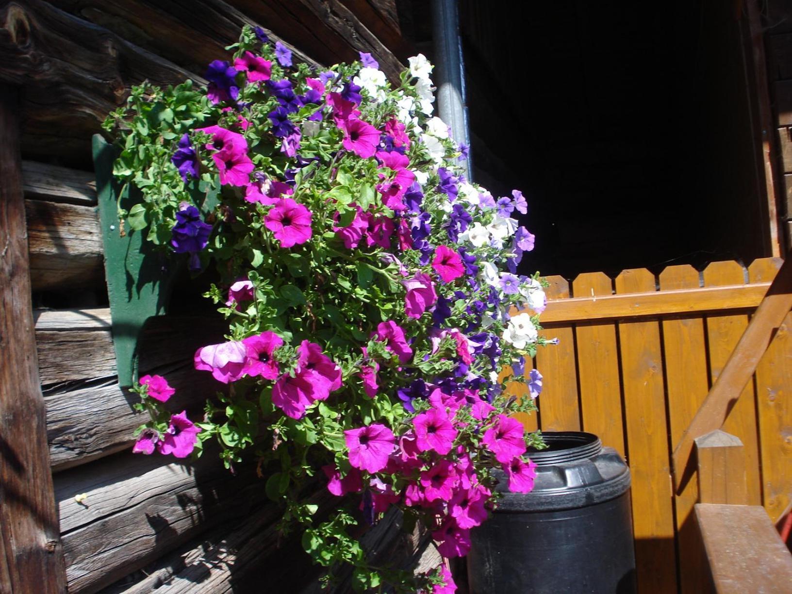 Pension-Greimelbacherhof Ramsau am Dachstein Dış mekan fotoğraf