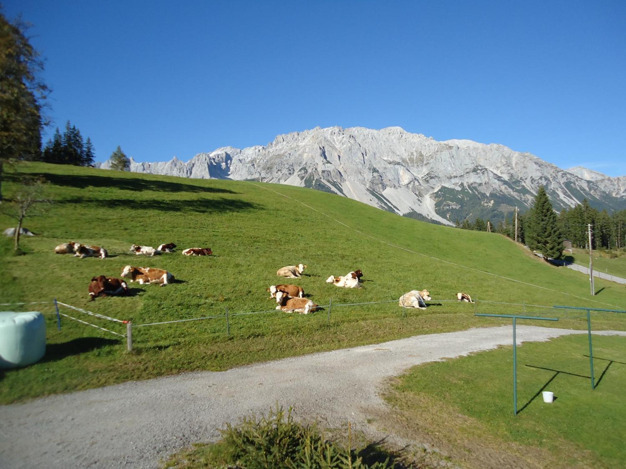 Pension-Greimelbacherhof Ramsau am Dachstein Dış mekan fotoğraf