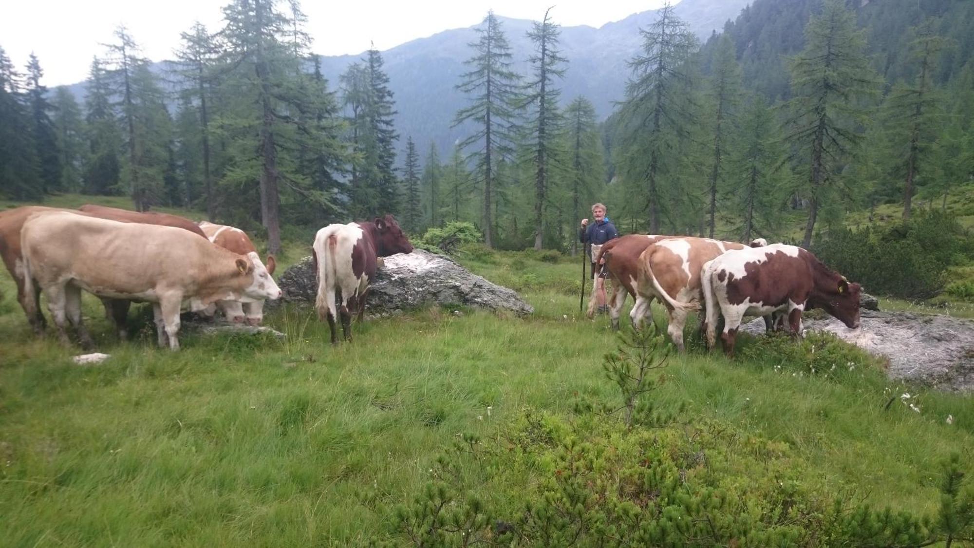 Pension-Greimelbacherhof Ramsau am Dachstein Oda fotoğraf