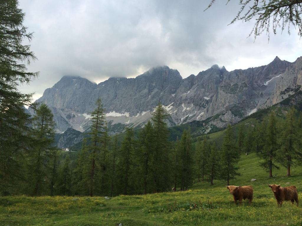 Pension-Greimelbacherhof Ramsau am Dachstein Dış mekan fotoğraf